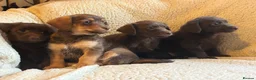Jackapoo dogs for sale: Beautiful Chocolate/tan jackapoo puppies  - Advert 4