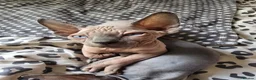 Sphynx cats for sale: Sphynx kittens in Milton Keynes - Advert 2