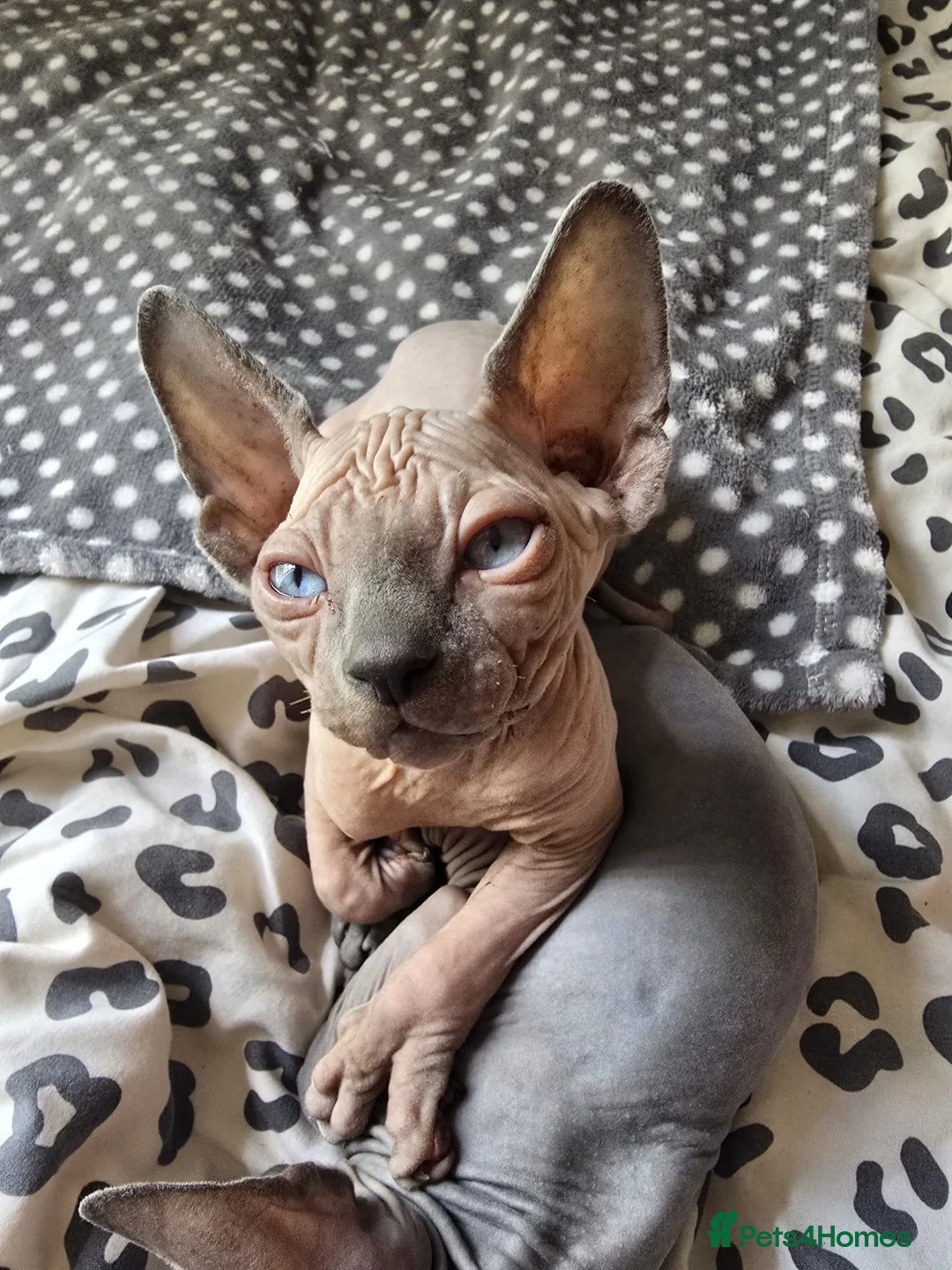 Sphynx cats for sale: Sphynx kittens in Milton Keynes - Advert 2