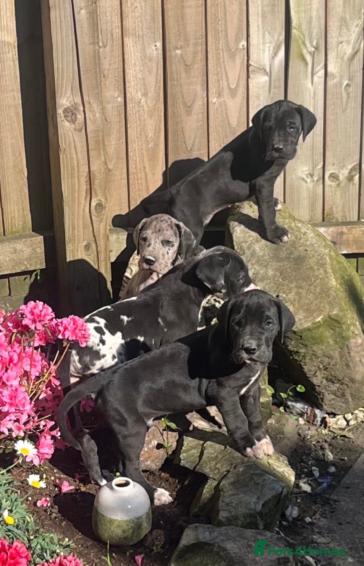 Great Dane dogs Last 2 Harlequin Great Dane puppies - Advert 8
