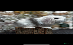 Mini Lop rabbits for sale: 🌟PURE BRED PEDIGREE MINI LOPS🌟 - Image 27