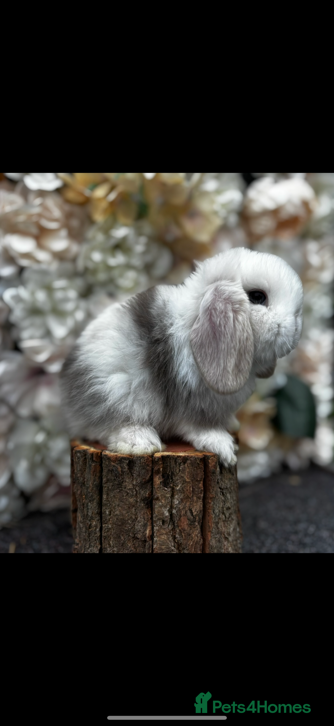 Mini Lop rabbits for sale: 🌟PURE BRED PEDIGREE MINI LOPS🌟 - Image 27