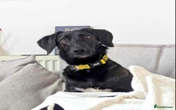 Mixed Breed dogs for adoption: 🐾Java sweet girl needs her forever home 🐾❤️ - Image 2