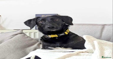 Mixed Breed dogs - Advert 14