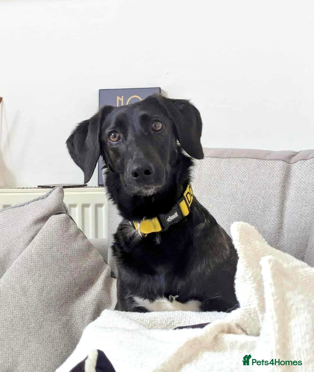 Mixed Breed dogs for adoption: 🐾Java sweet girl needs her forever home 🐾❤️ - Image 2