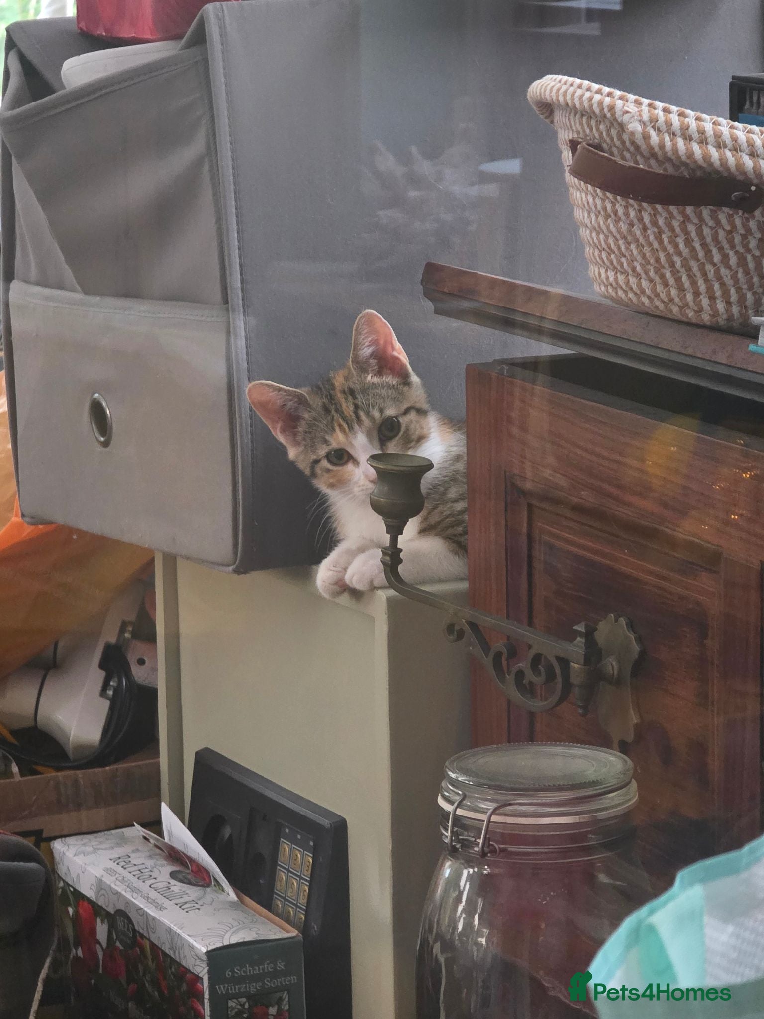 Mixed Breed cats Free to good home - Advert 1