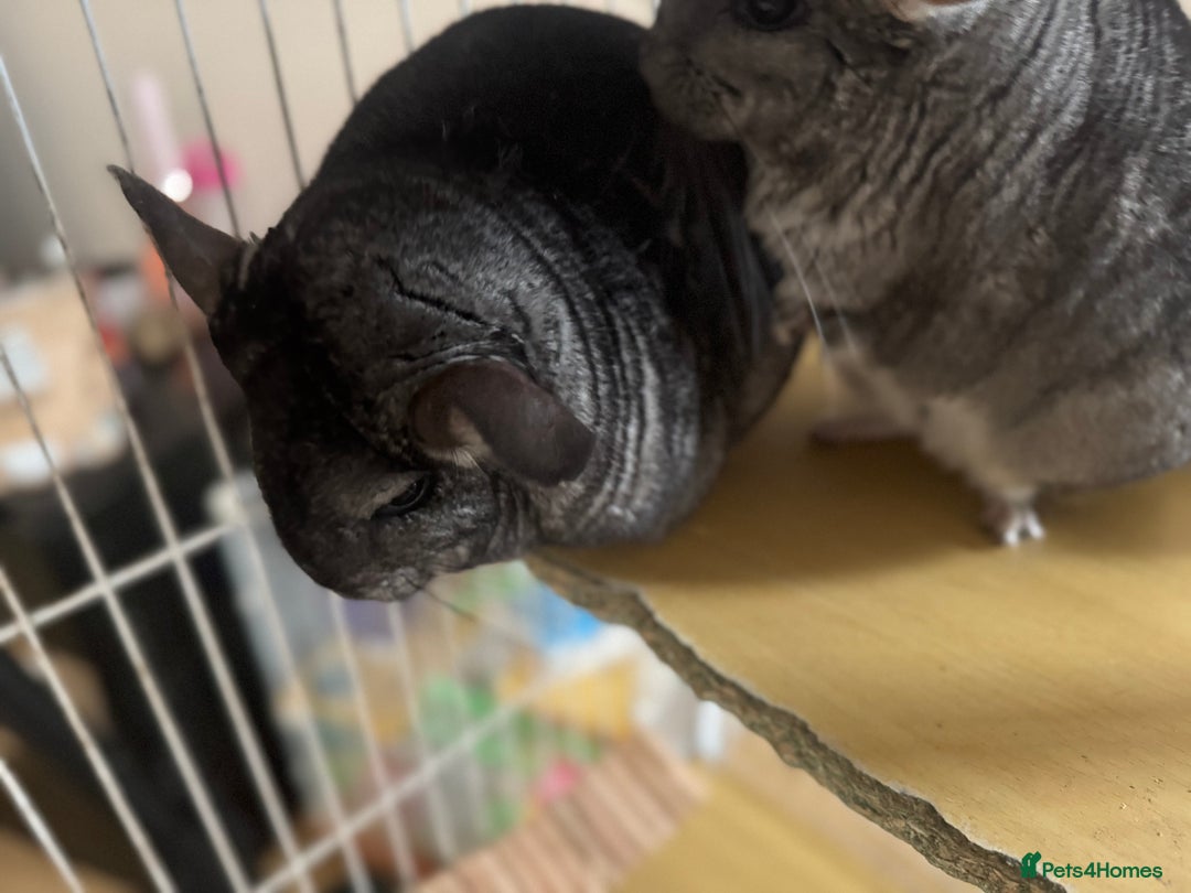 Chinchilla rodents for sale: 4 Female Chinchilla for sale  - Image 2