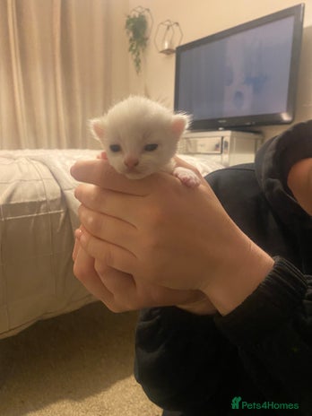 Mixed Breed cats Ragdoll X kittens for sale - Advert 4