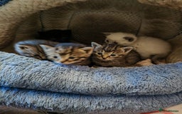 Sphynx cats for sale: For sale I have seven adorable kittens sphynx  - Image 2