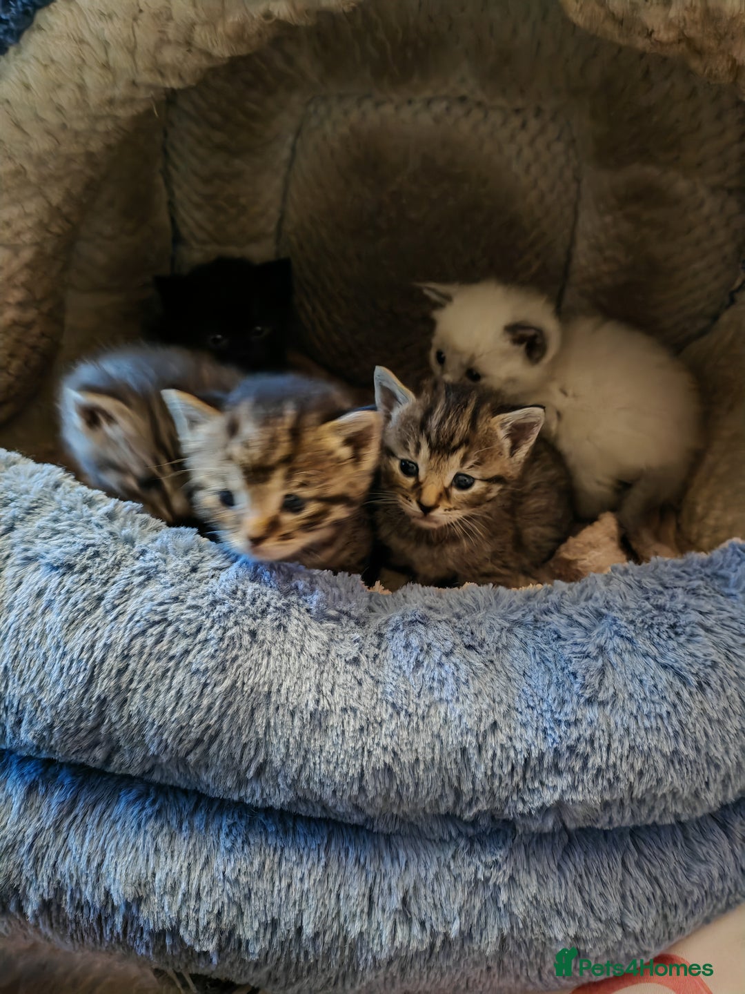 Sphynx cats for sale: For sale I have seven adorable kittens sphynx  - Image 2
