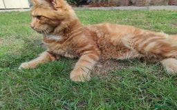Maine Coon cats for sale: Maine Coon kittens  in Rushden - Image 12