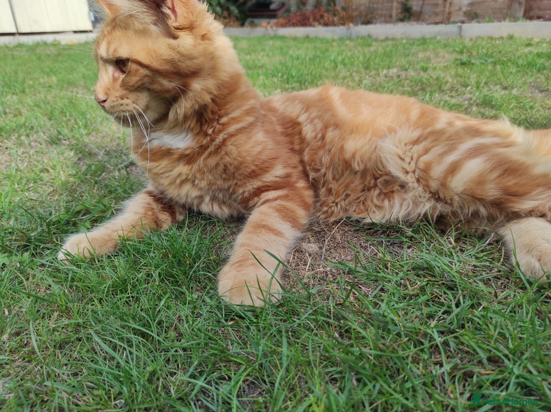 Maine Coon cats for sale: Maine Coon kittens  in Rushden - Image 12