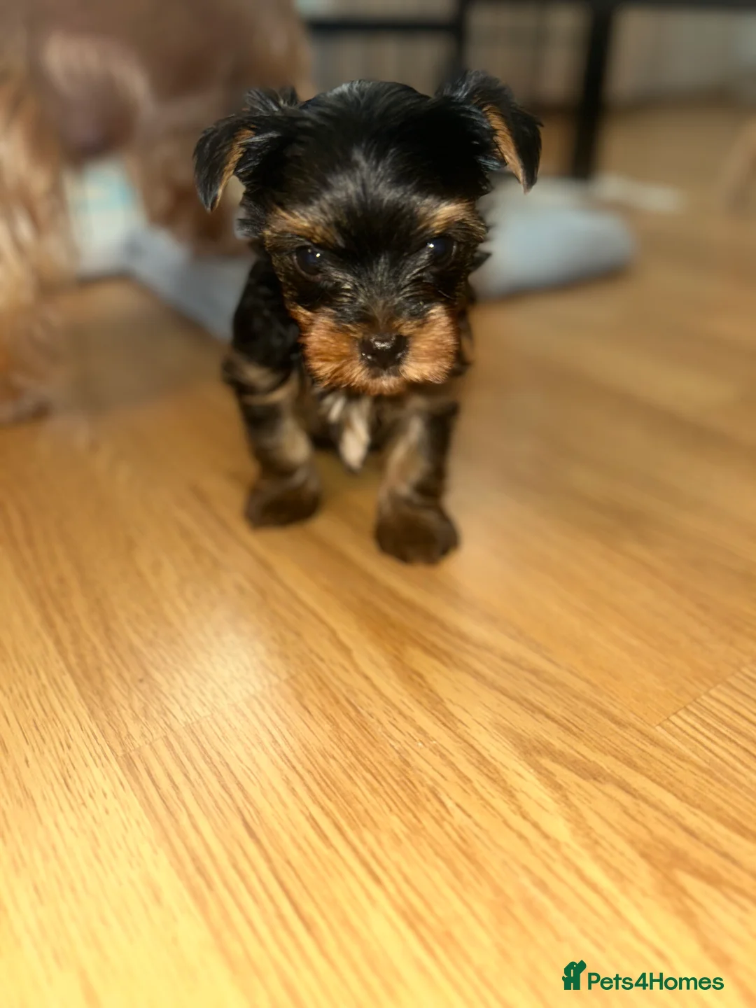 Yorkshire Terrier dogs for sale: Stunning Yorkshire Terriers Puppies  - Advert 18