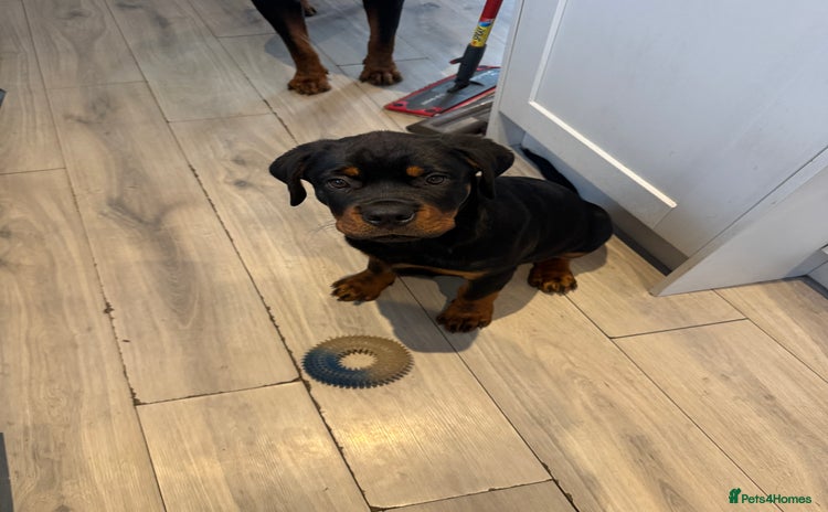 Rottweiler dogs - Advert 2
