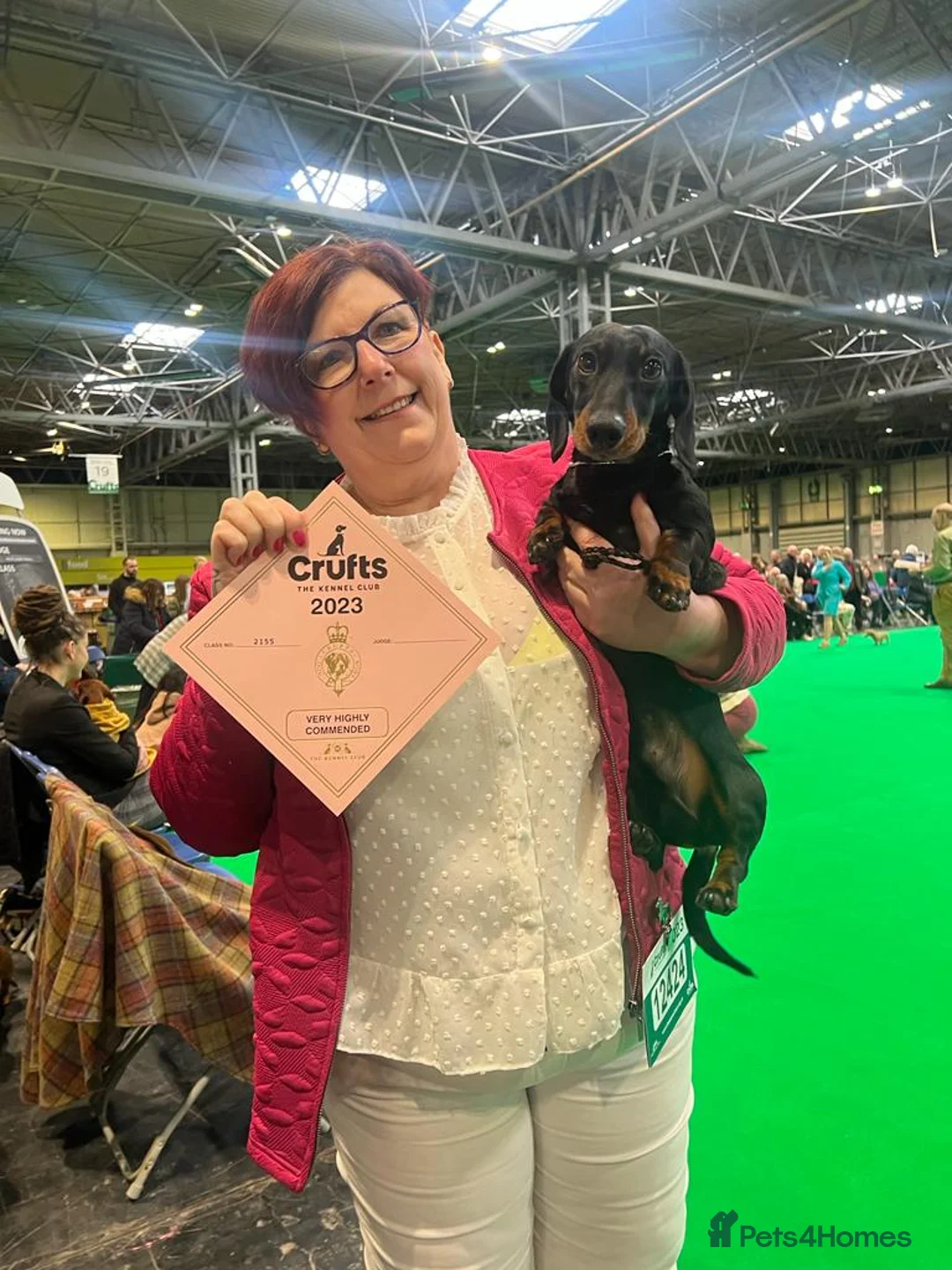 Miniature Dachshund dogs for stud: Miniature smooth haired dachshund for stud - Advert 5