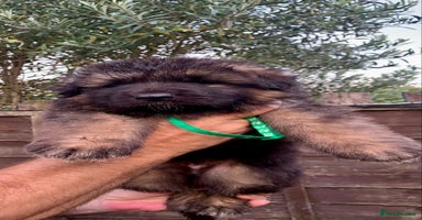 German Shepherd dogs - Advert 7