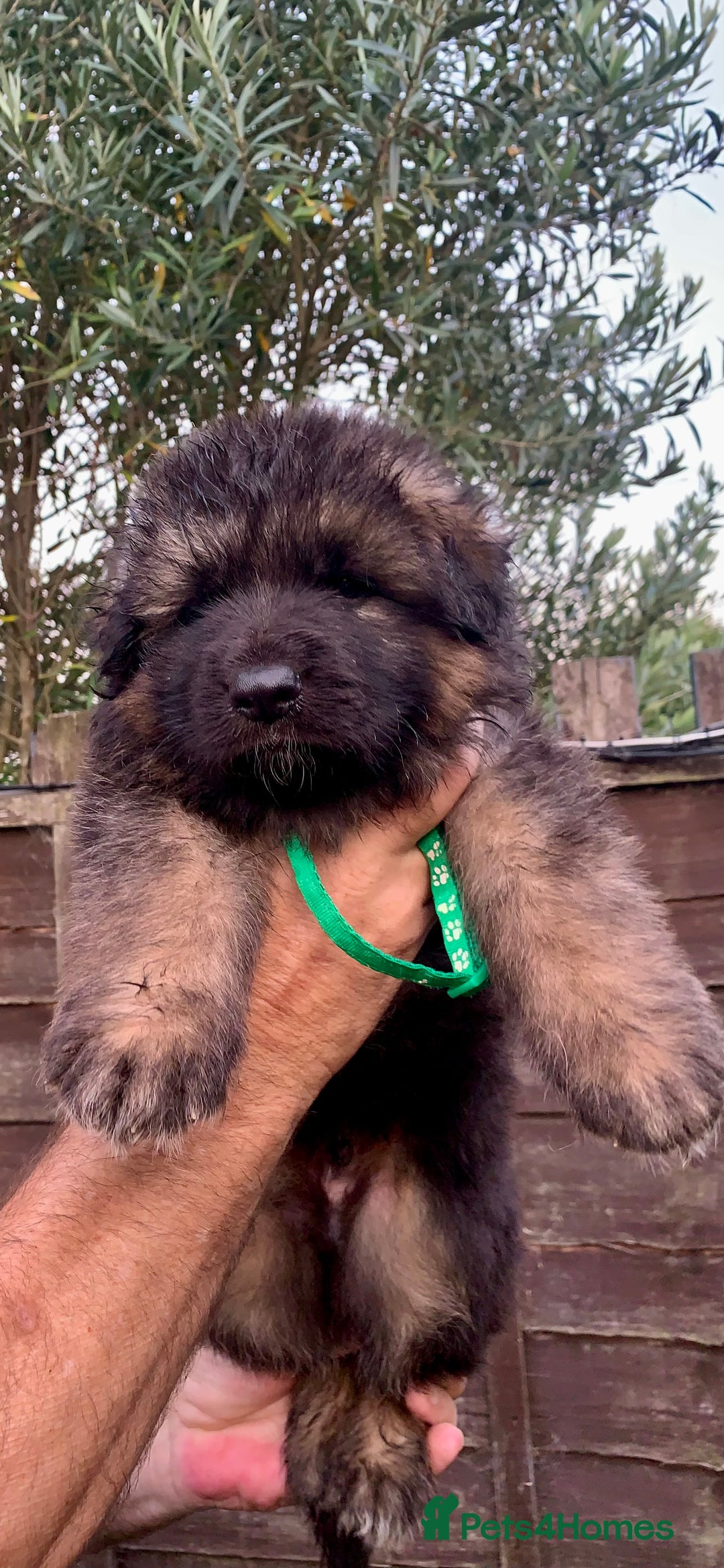 German Shepherd dogs for sale: Long Haired GSD Puppies. Only 1 boys LEFT!  - Image 5