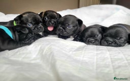 French Bulldog dogs for sale: 2 Girls and 4 Boys - Image 2