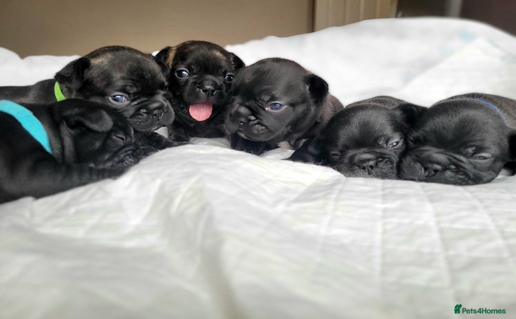 French Bulldog dogs 2 Girls and 4 Boys - Advert 11