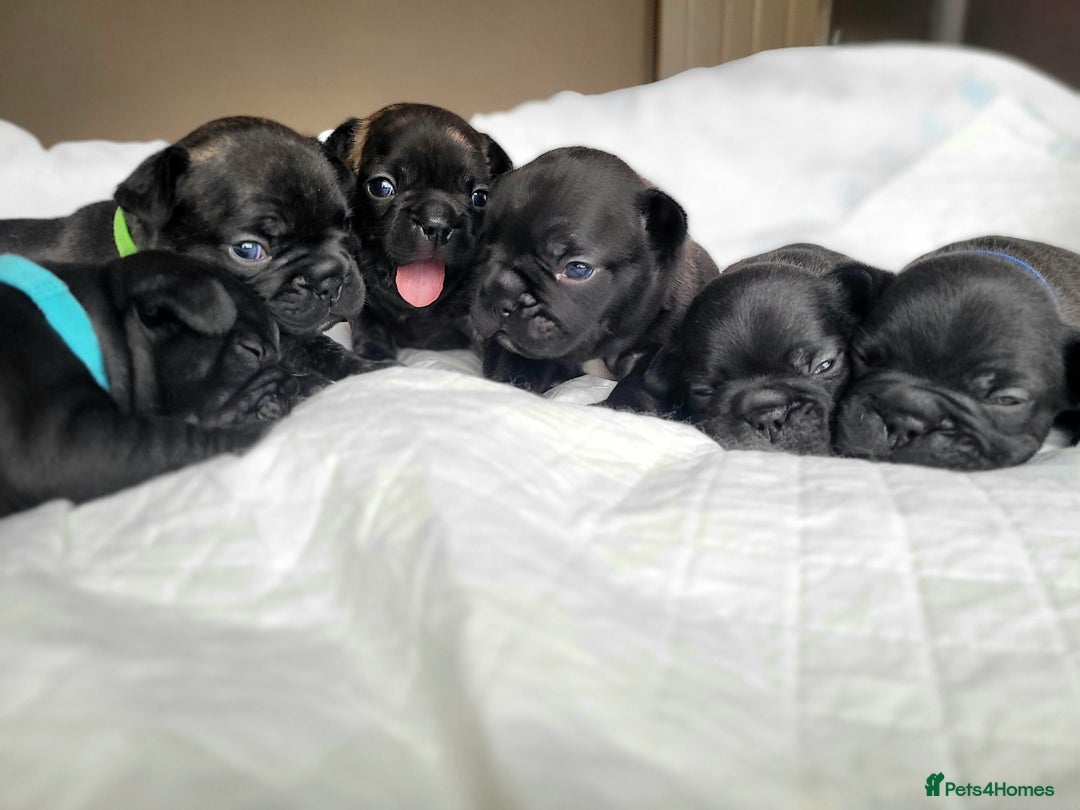 French Bulldog dogs for sale: 2 Girls and 4 Boys - Image 2