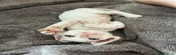 Devon Rex cats for sale: Adorable Devon Rex - Advert 5