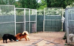 Mixed Breed dogs for adoption: MONTY & DAISY an example of Resilience &Friendship - Image 19