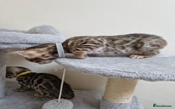 Bengal cats for sale: Pure Bred Male Bengal Kitten Available - Image 2