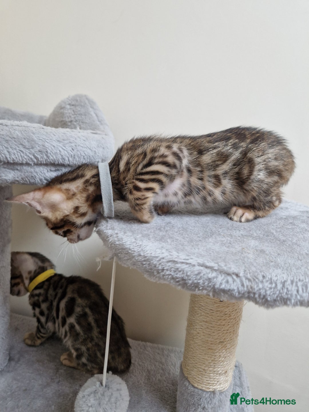Bengal cats for sale: Pure Bred Male Bengal Kitten Available - Image 2