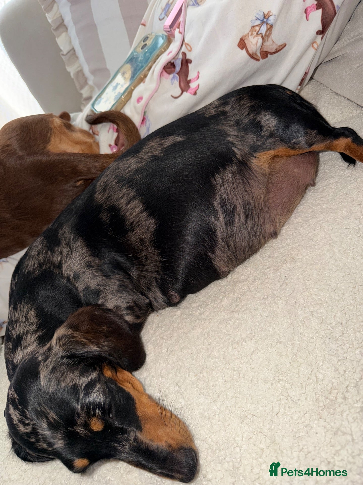 Miniature Dachshund dogs 5 beautiful mini dashounds  - Advert 12