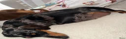 Miniature Dachshund dogs for sale: 5 beautiful mini dashounds  - Advert 1
