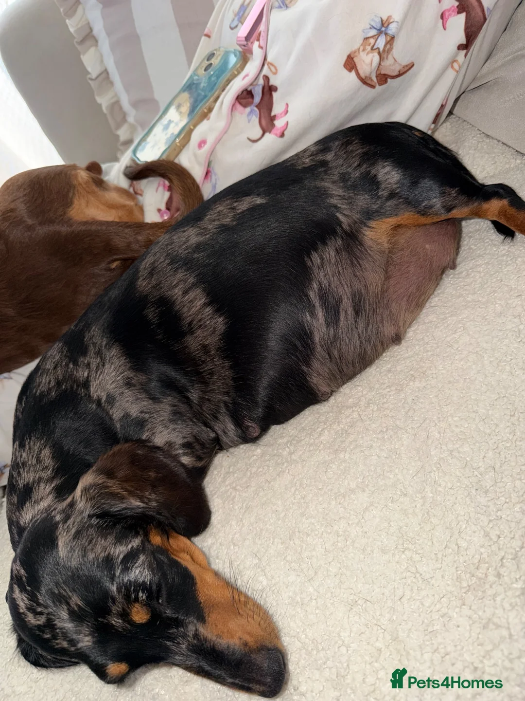 Miniature Dachshund dogs for sale: 5 beautiful mini dashounds  - Advert 1