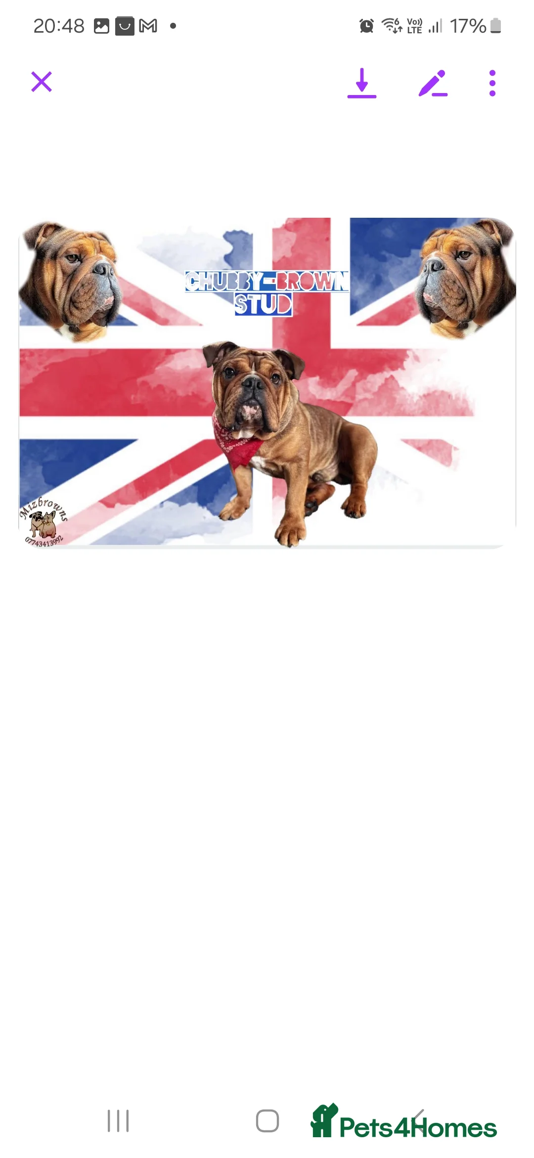 English Bulldog dogs for stud: Kc registered Choc sable EBD STUD ONLY in Bradford - Advert 7