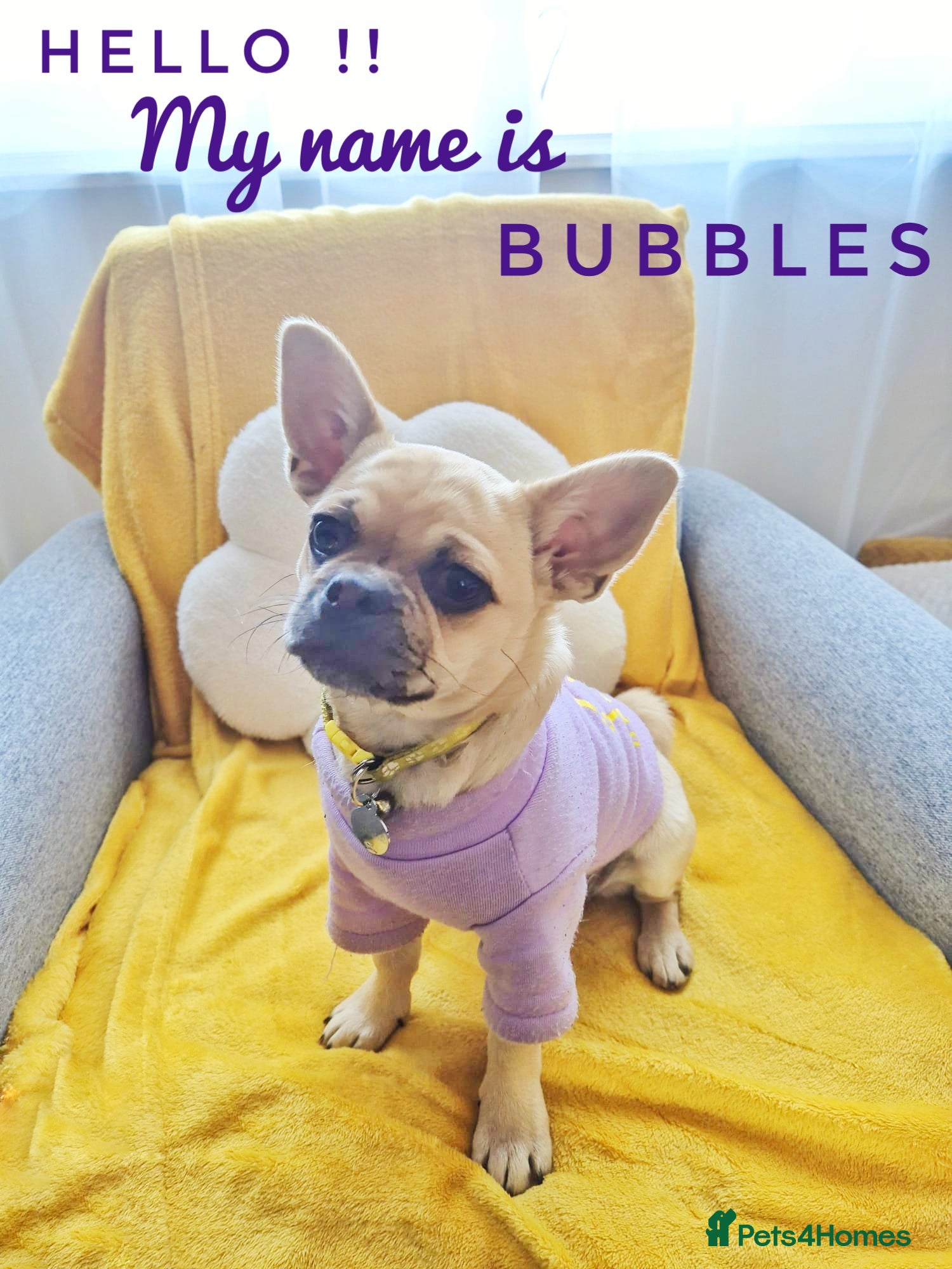 Chug dogs Bubbles (6 Months - Female Chug) - Advert 4