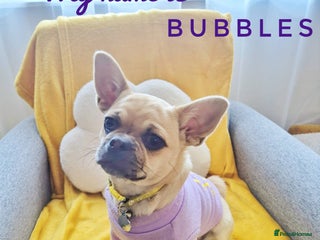 Chug dogs Bubbles (6 Months - Female Chug) - Advert 1