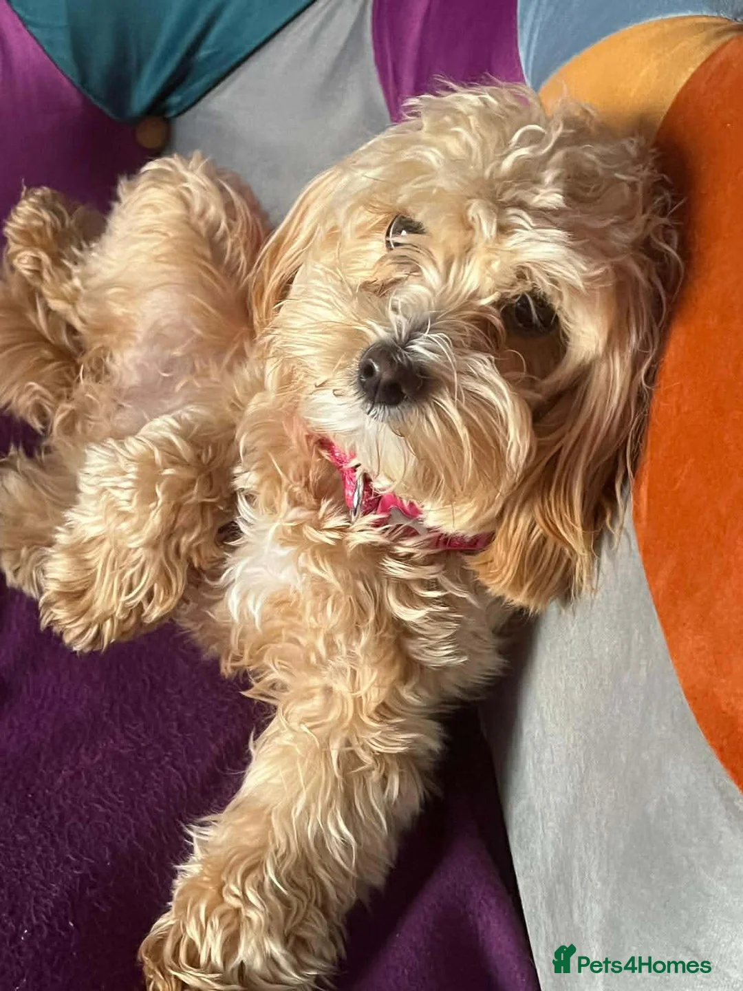 Maltipoo dogs for adoption: Molly Mae - In Ayr Looking for a Home - Advert 6