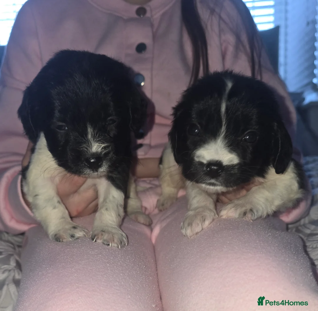 Maltipoo dogs for sale: Maltipoo puppies  - Advert 5