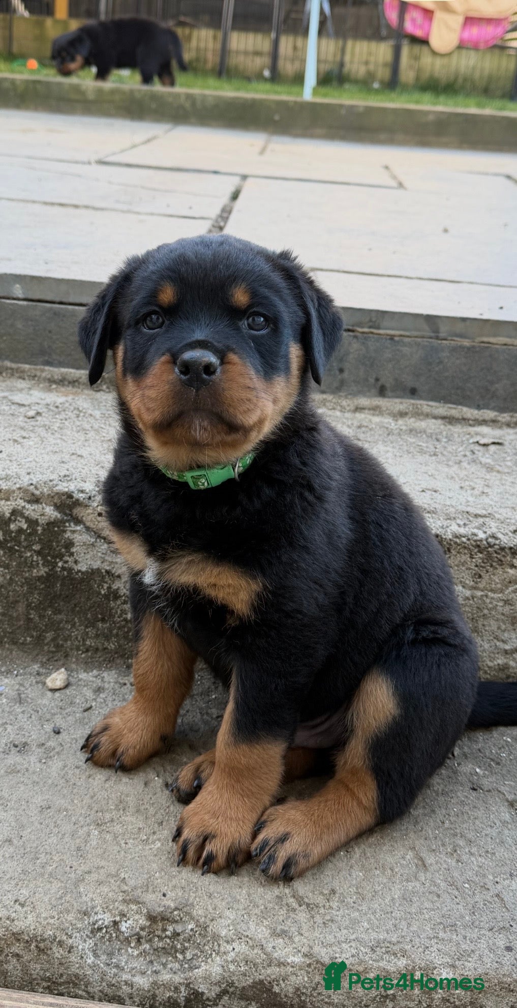 Rottweiler dogs Beautiful Rottie pups ready for their forever home - Advert 6