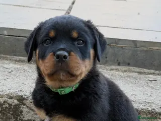 Rottweiler dogs Beautiful Rottie pups ready for their forever home - Advert 6