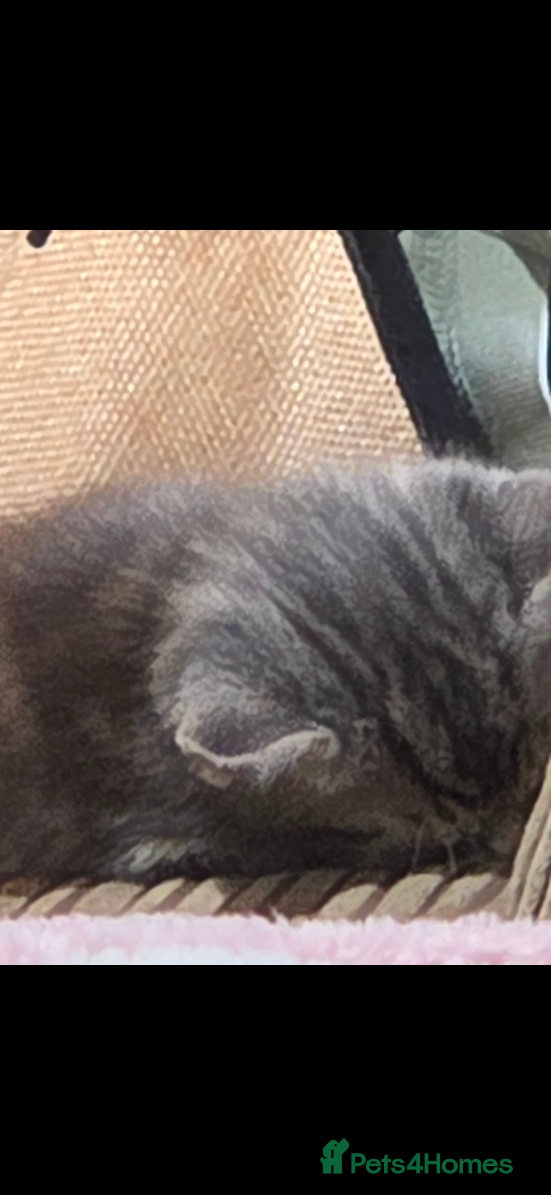 Mixed Breed cats for sale: Kittens  - Advert 13