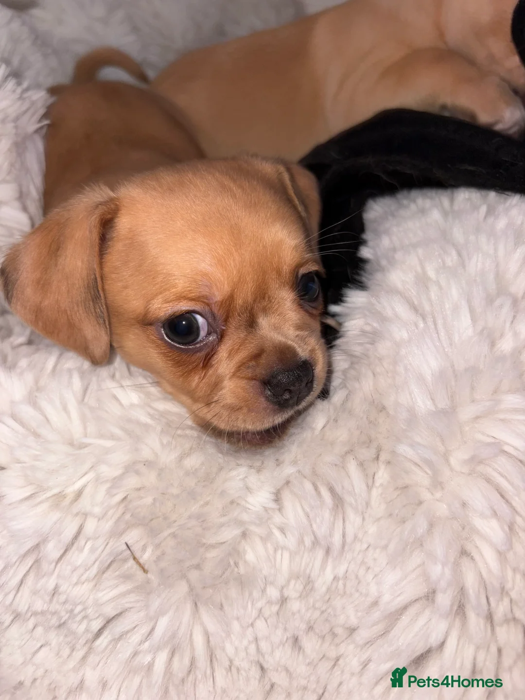 Mixed Breed dogs for sale: Chugs in Blackpool - Advert 2