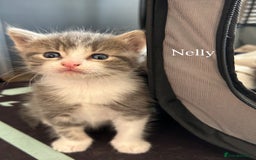 Maine Coon cats for sale: Maine coon cross kittens  - Image 3