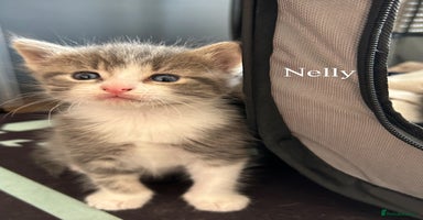 Maine Coon cats - Advert 11