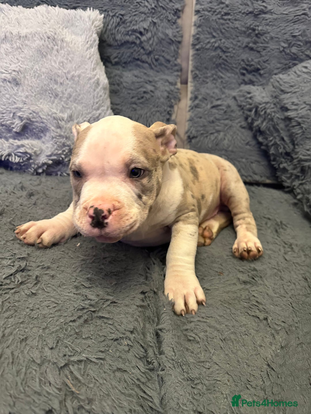 American Bully dogs for sale: 🐾 ABKC Registered Micro/Pocket Bully Puppies! 🐾 - Advert 29