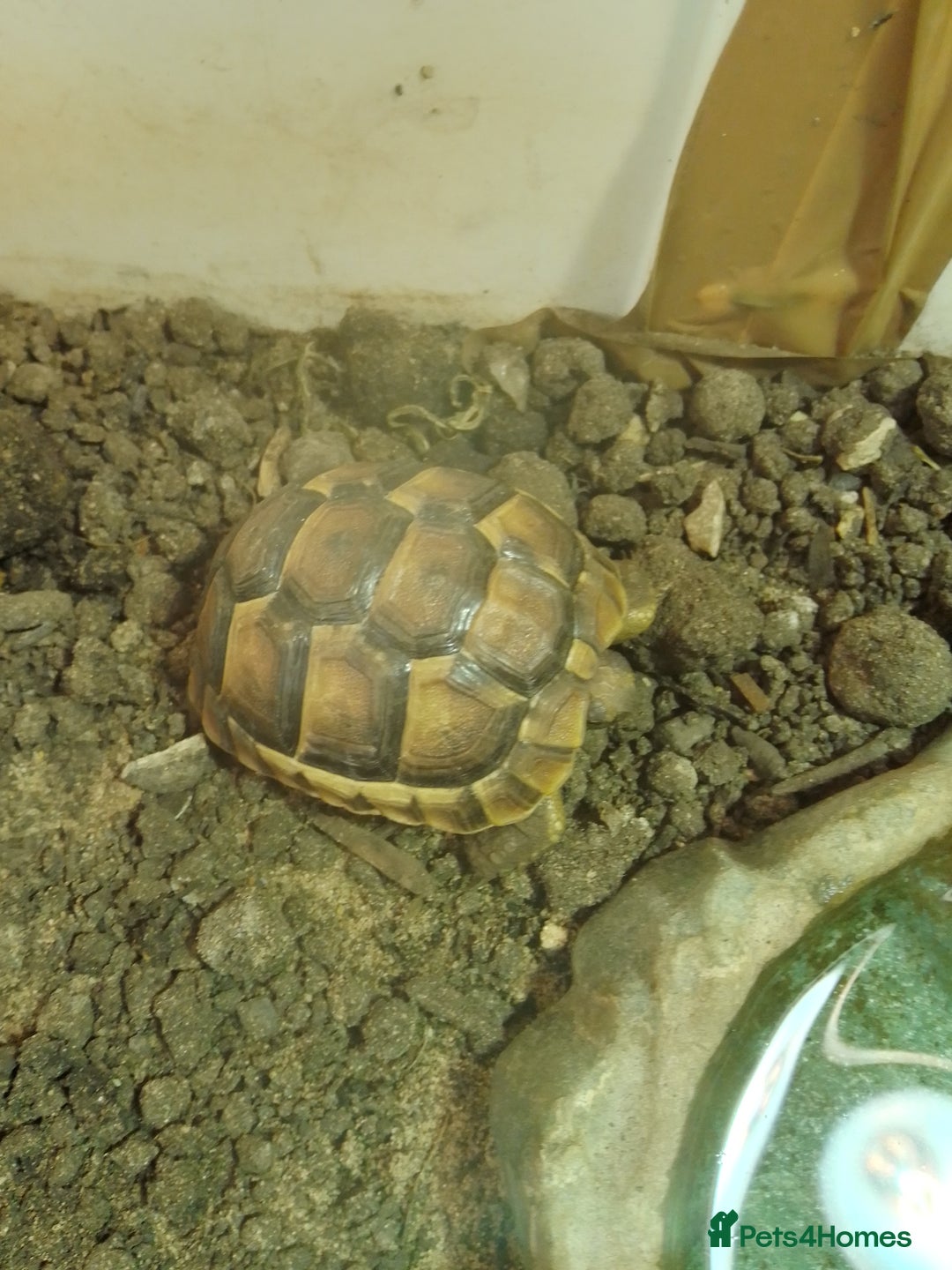 Tortoise reptiles for sale: Spur Thigh Hatchlings - Image 5