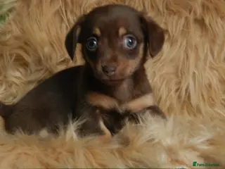 Mixed Breed dogs Dachshund x Pomeranian Super Cute - Advert 3