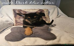 German Shepherd dogs for sale: GLENCONNER GERMAN SHEPHERDS  - Image 1