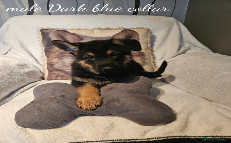 German Shepherd dogs - Advert 3