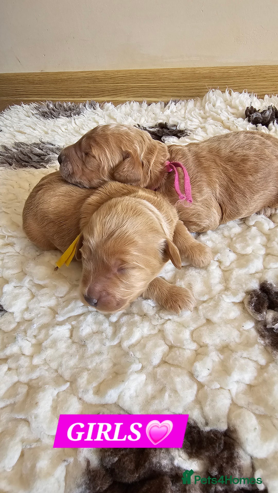 Australian Labradoodle dogs for sale: STUNNING FULLY HEALTH TESTED PUPPIES 🌟🐾 - Image 20