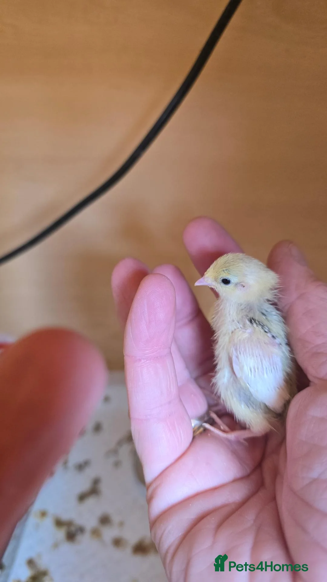 Quail poultry for sale: Chinese button quail  - Advert 6
