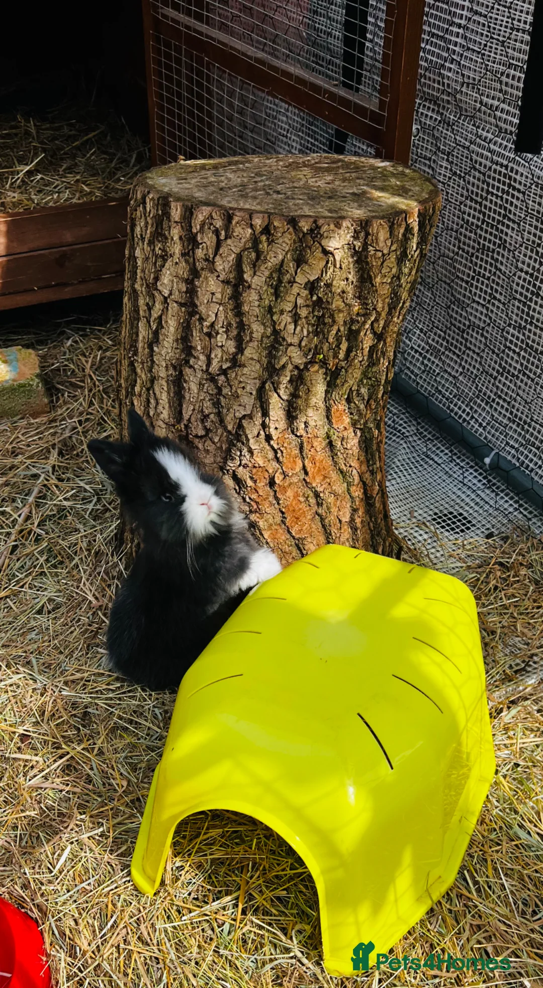 Lionhead rabbits for sale:  Sold Ready to go from tomorrow  - Advert 1